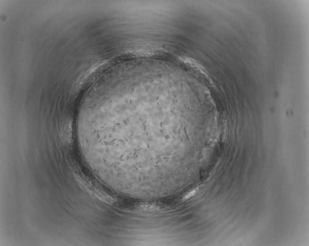 X0000072960596200608111653