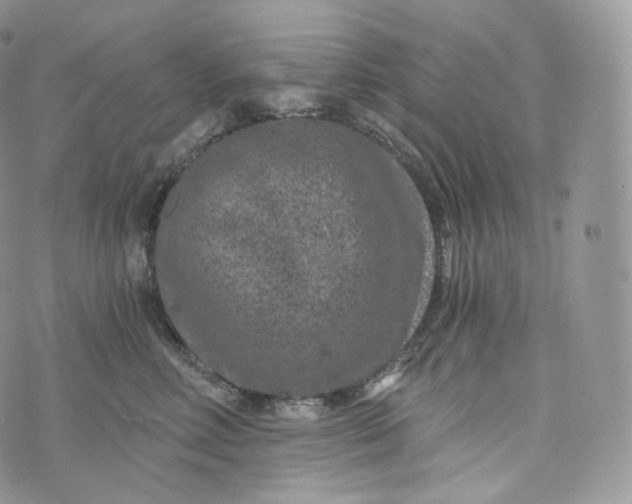 X0000072960618200608111652