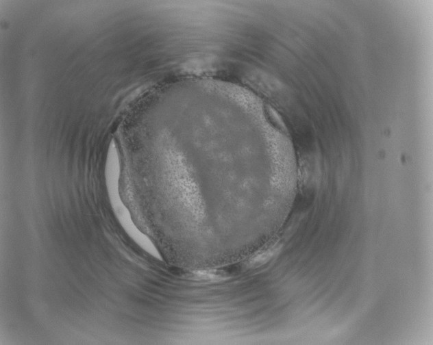 X0000072960623200608111652