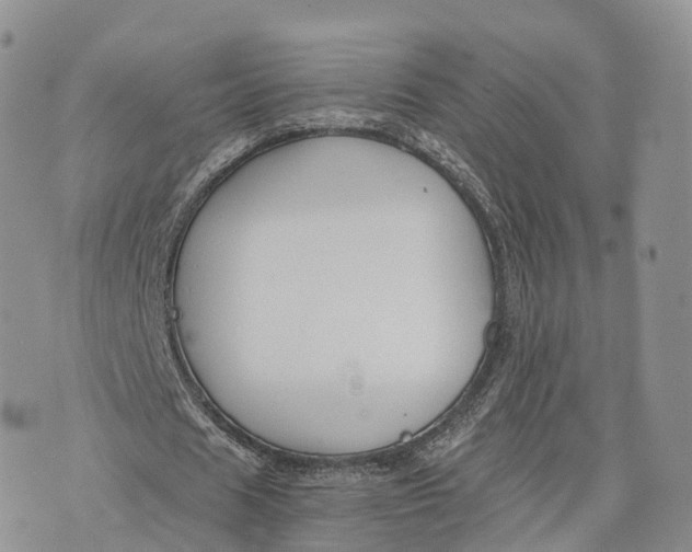 X0000072960625200608111651