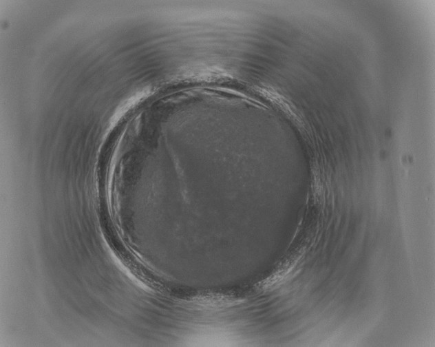 X0000072960630200608111652