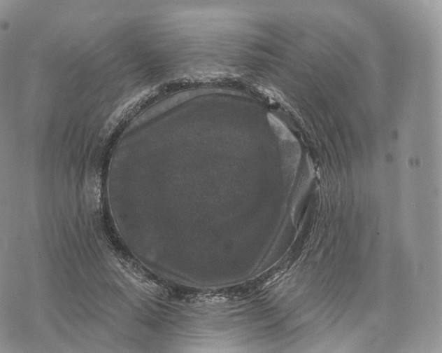 X0000072960640200608111652