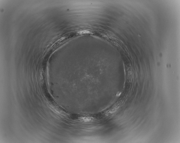 X0000072960654200608111652