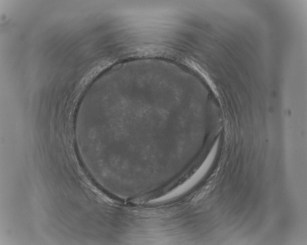 X0000072960673200608111651