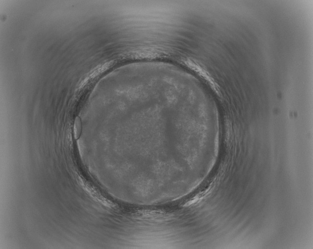 X0000072960681200608111651