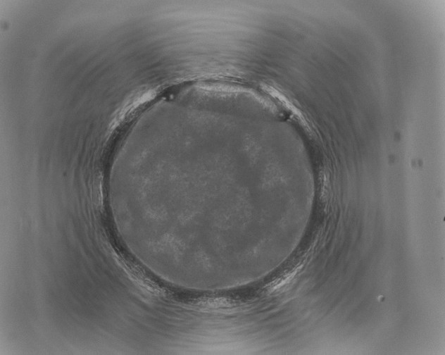 X0000072960685200608111651