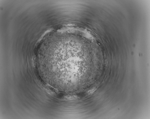 X0000072960712200608111651