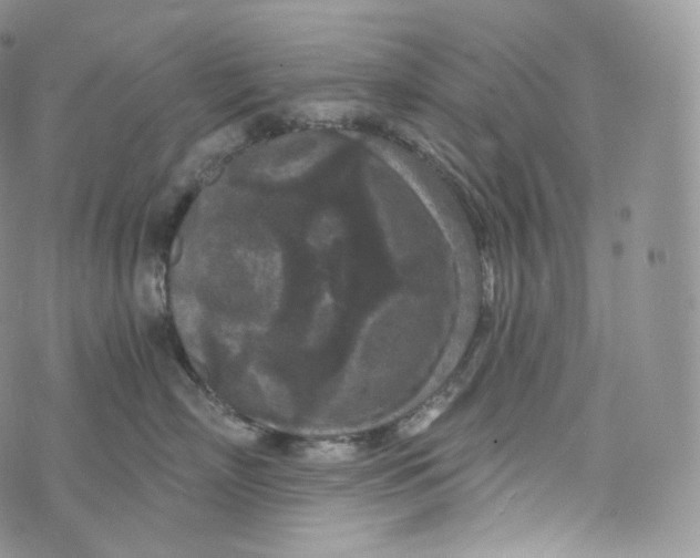 X0000072960718200608111651