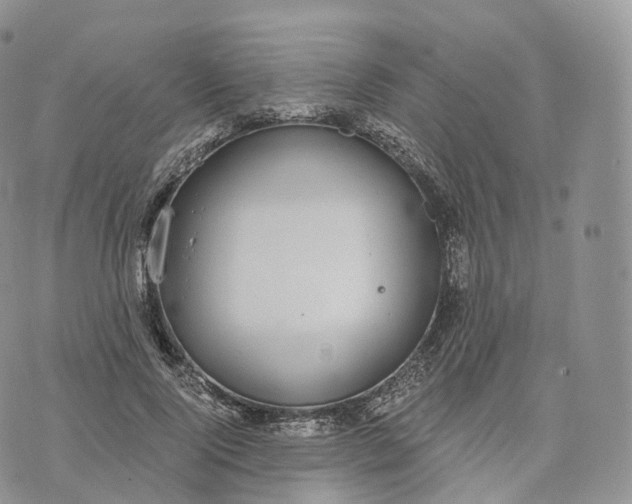 X0000072960740200608111650