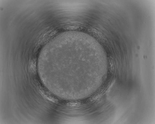 X0000072960745200608111650