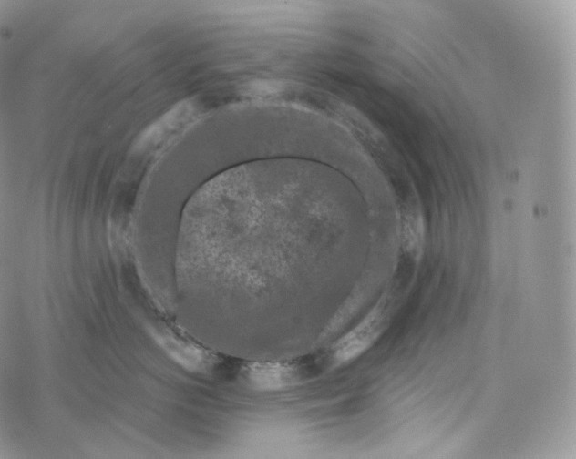 X0000072960766200608111651