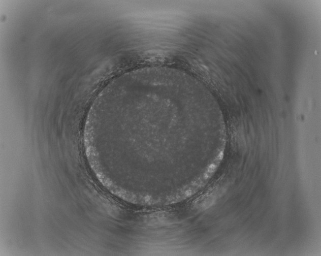 X0000072960769200608111650