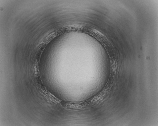 X0000072960774200608111650