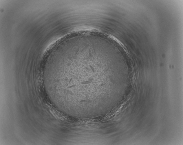 X0000072960775200608111650