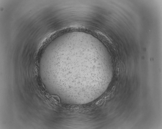 X0000072960776200608111650