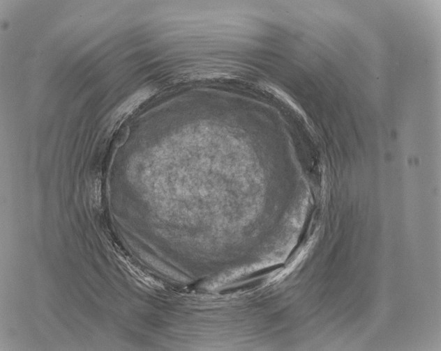 X0000072960777200608111650