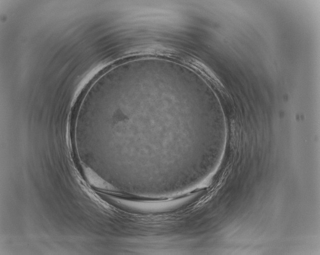 X0000072960788200608111650