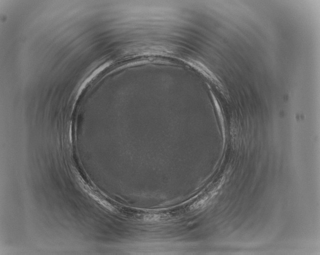 X0000072960790200608111650