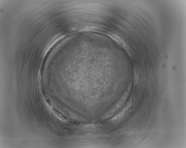 X0000072960798200608111649