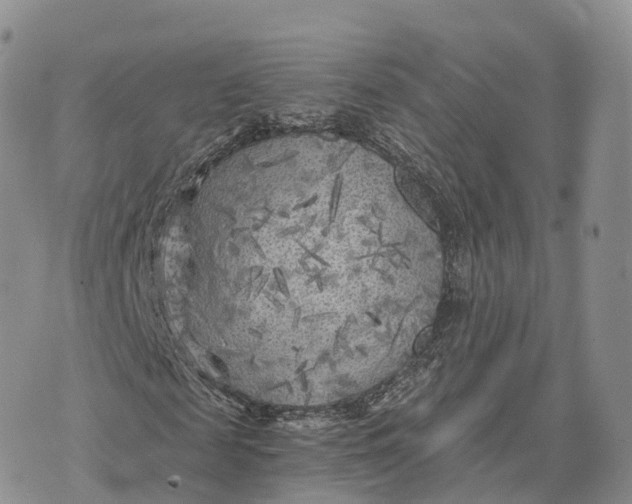 X0000072960817200608111648