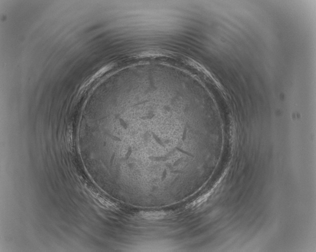 X0000072960825200608111648