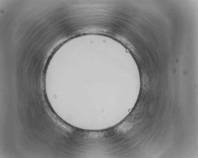 X0000072960848200608111649