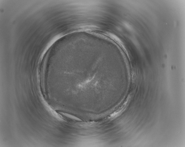 X0000072960859200608111649