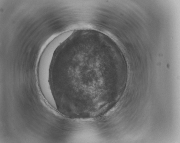 X0000072960864200608111649