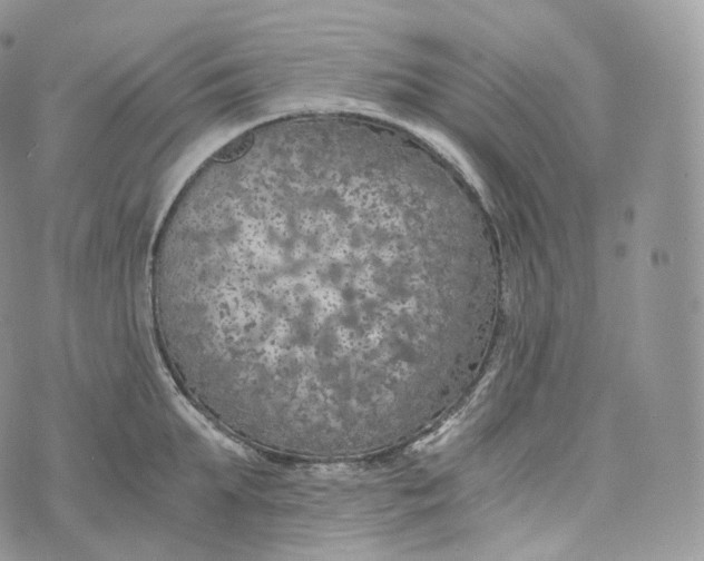 X0000072960903200608111648