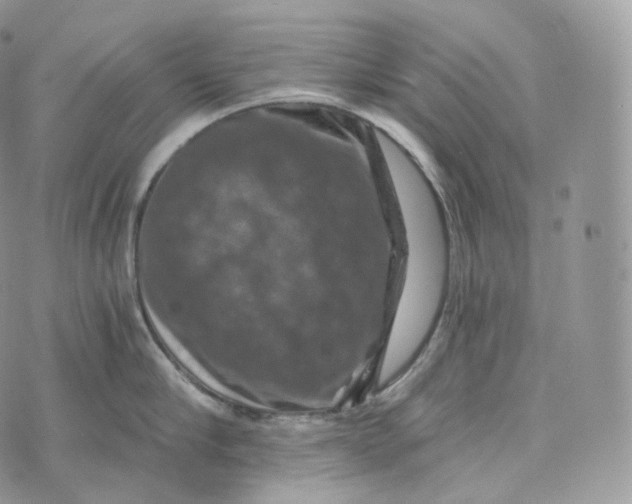 X0000072960910200608111648