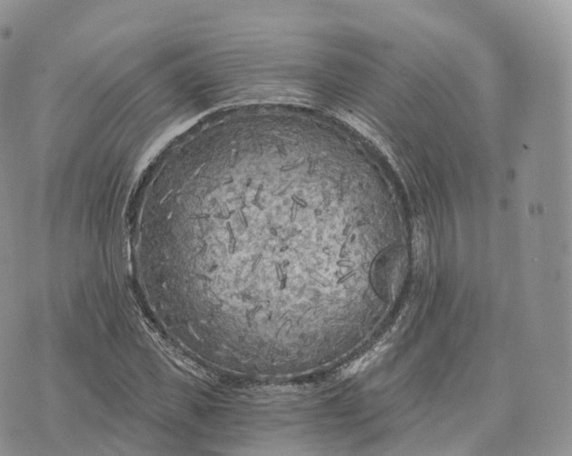 X0000072960925200608111647