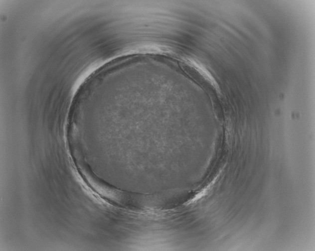 X0000072960944200608111647