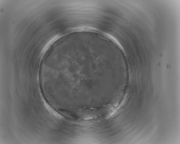 X0000072960946200608111647