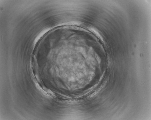 X0000072960952200608111647