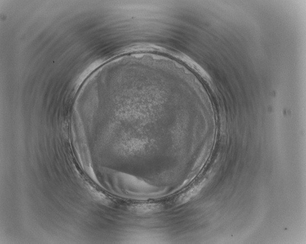 X0000072960953200608111647