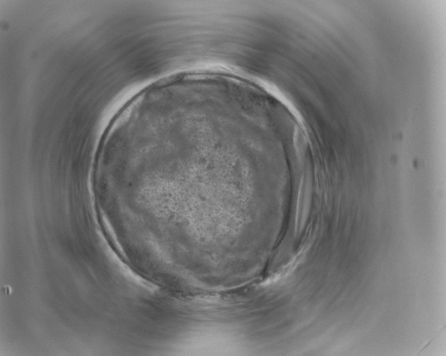 X0000072960959200608111648