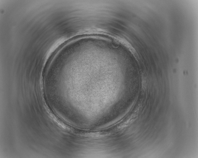 X0000072960990200608111646