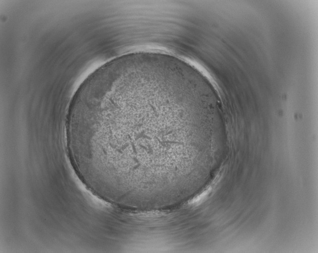 X0000072960999200608111646