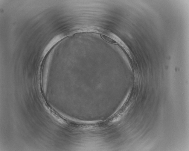 X0000072961002200608111646