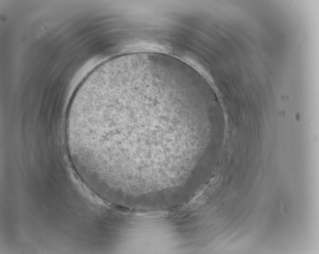 X0000072961008200608111646