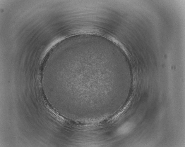 X0000072961019200608111645