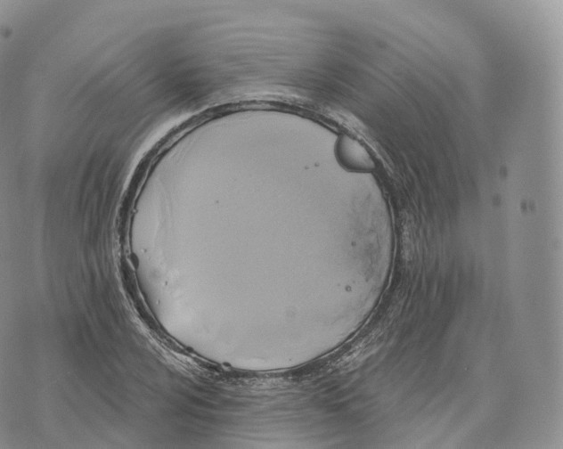 X0000072961024200608111645