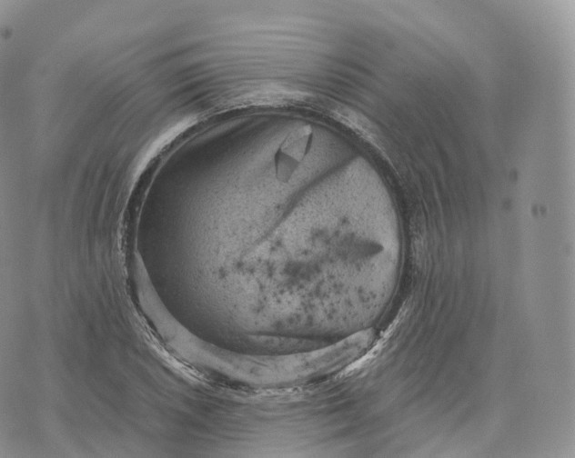 X0000072961026200608111646