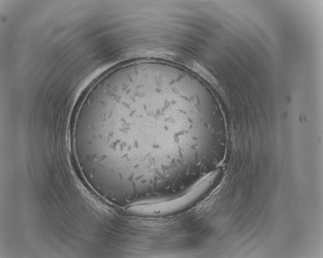 X0000072961028200608111646