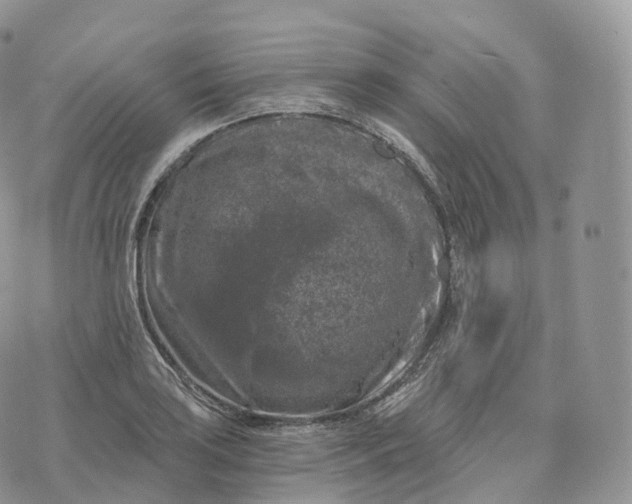 X0000072961035200608111646