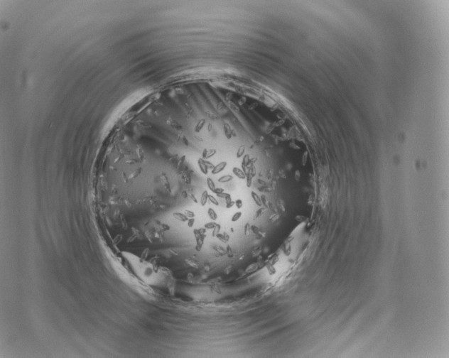 X0000072961042200608111646