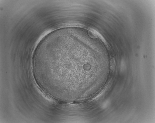 X0000072961043200608111646