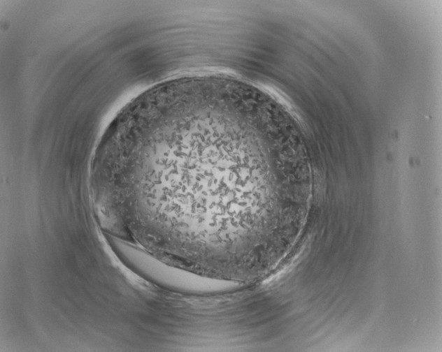 X0000072961046200608111646