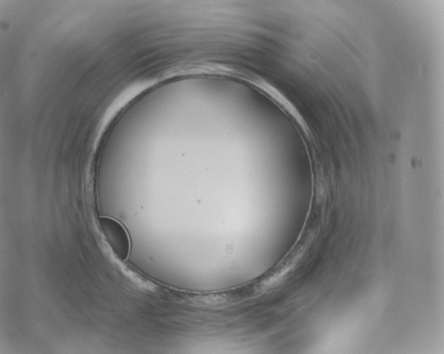 X0000072961053200608111646