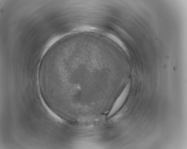 X0000072961055200608111646